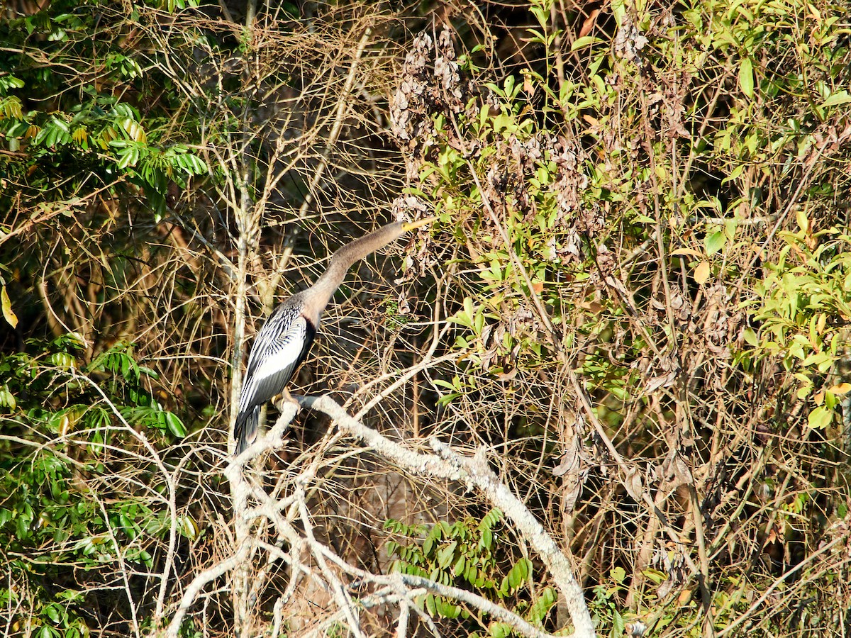 Amerika-Schlangenhalsvogel - ML607819321