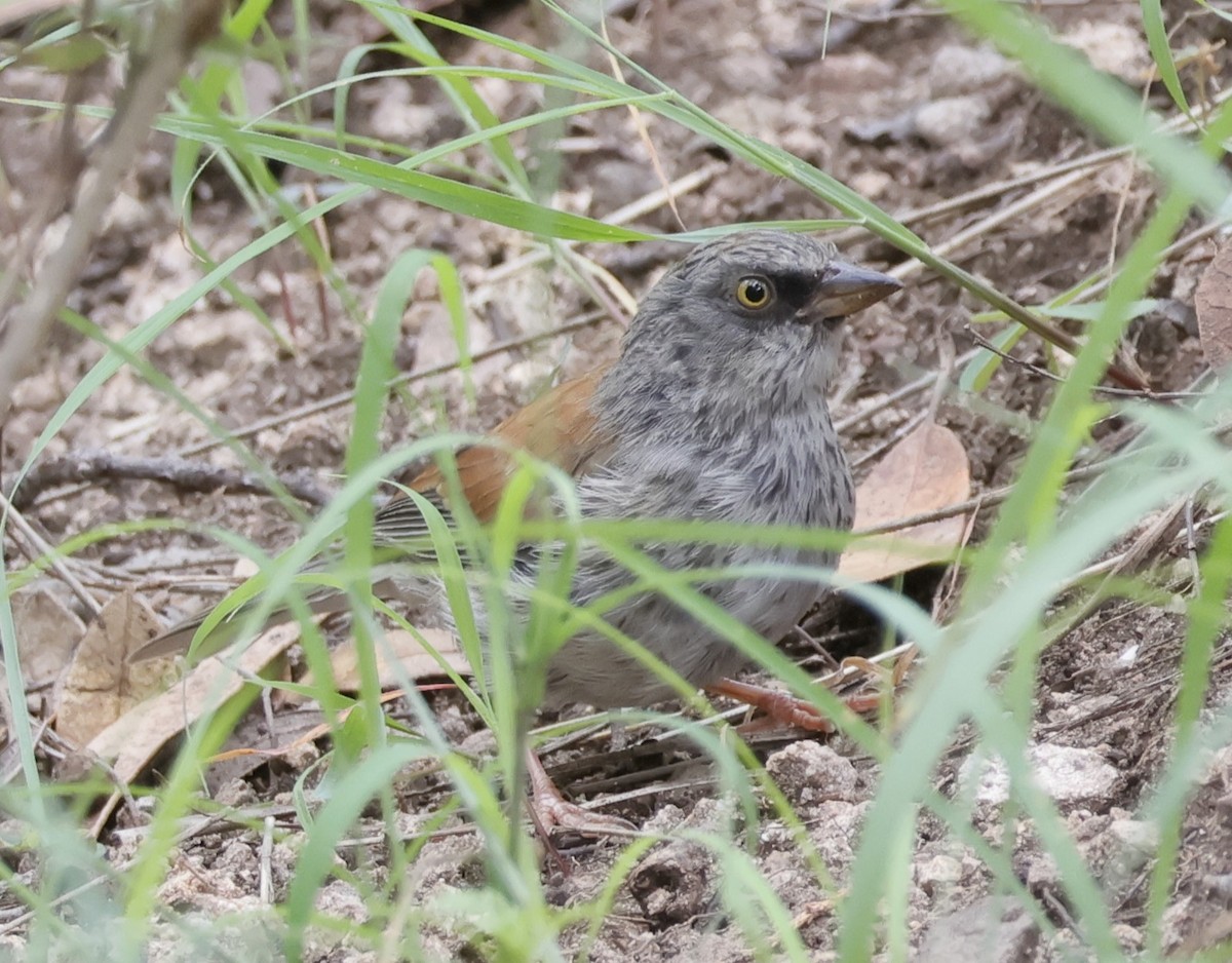 Yellow-eyed Junco - ML607819631