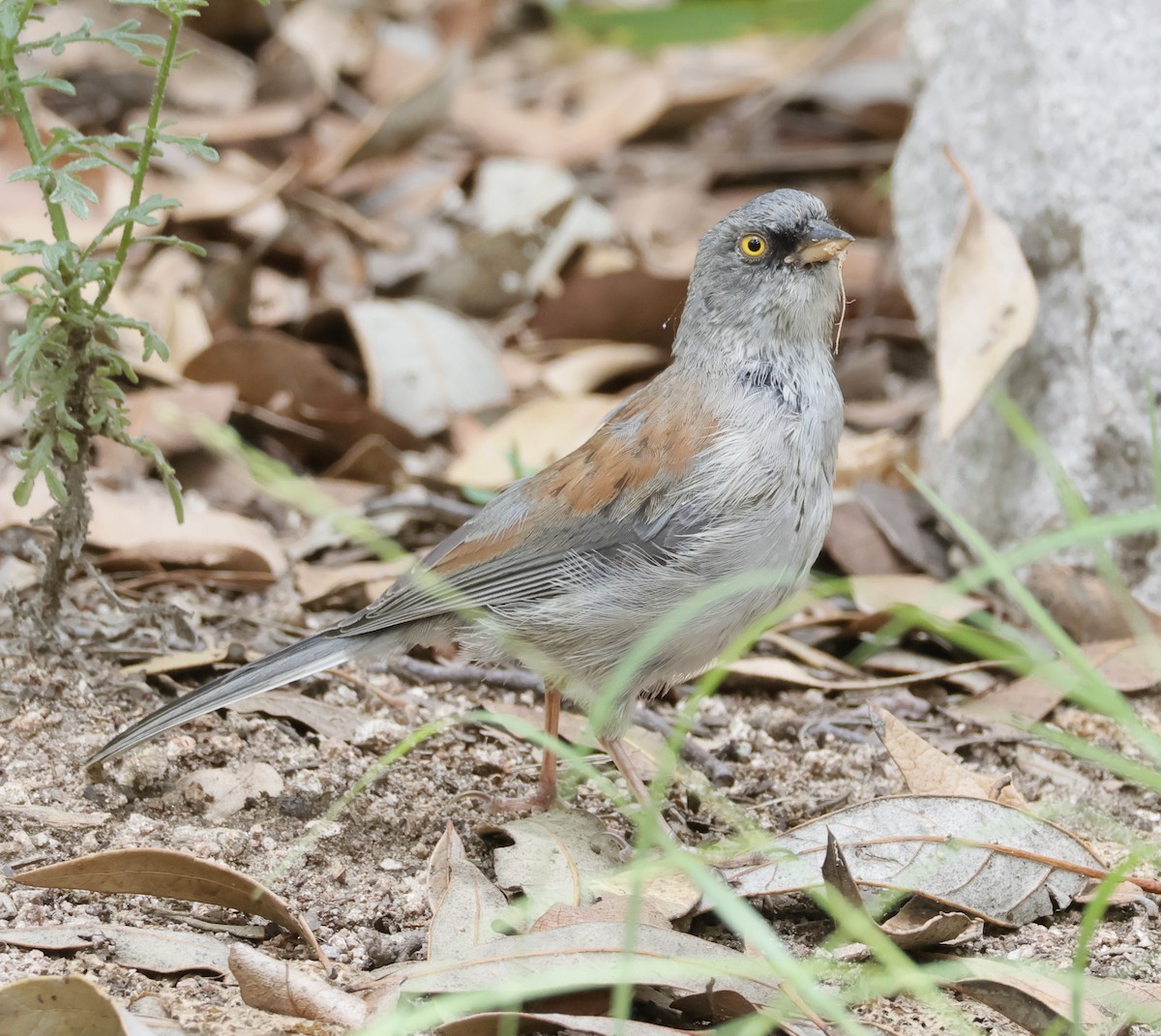 Yellow-eyed Junco - ML607819641