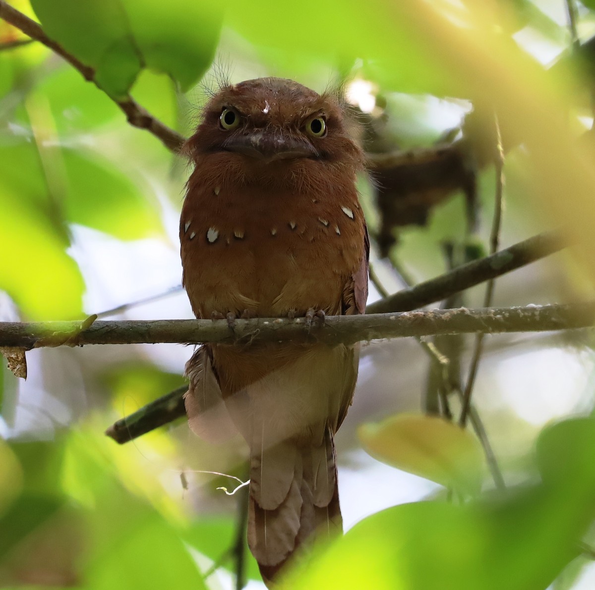 Blyth's Frogmouth - Lai Peng Chiang