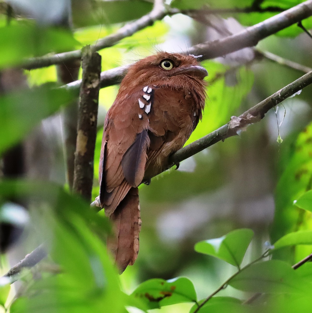 Blyth's Frogmouth - Lai Peng Chiang