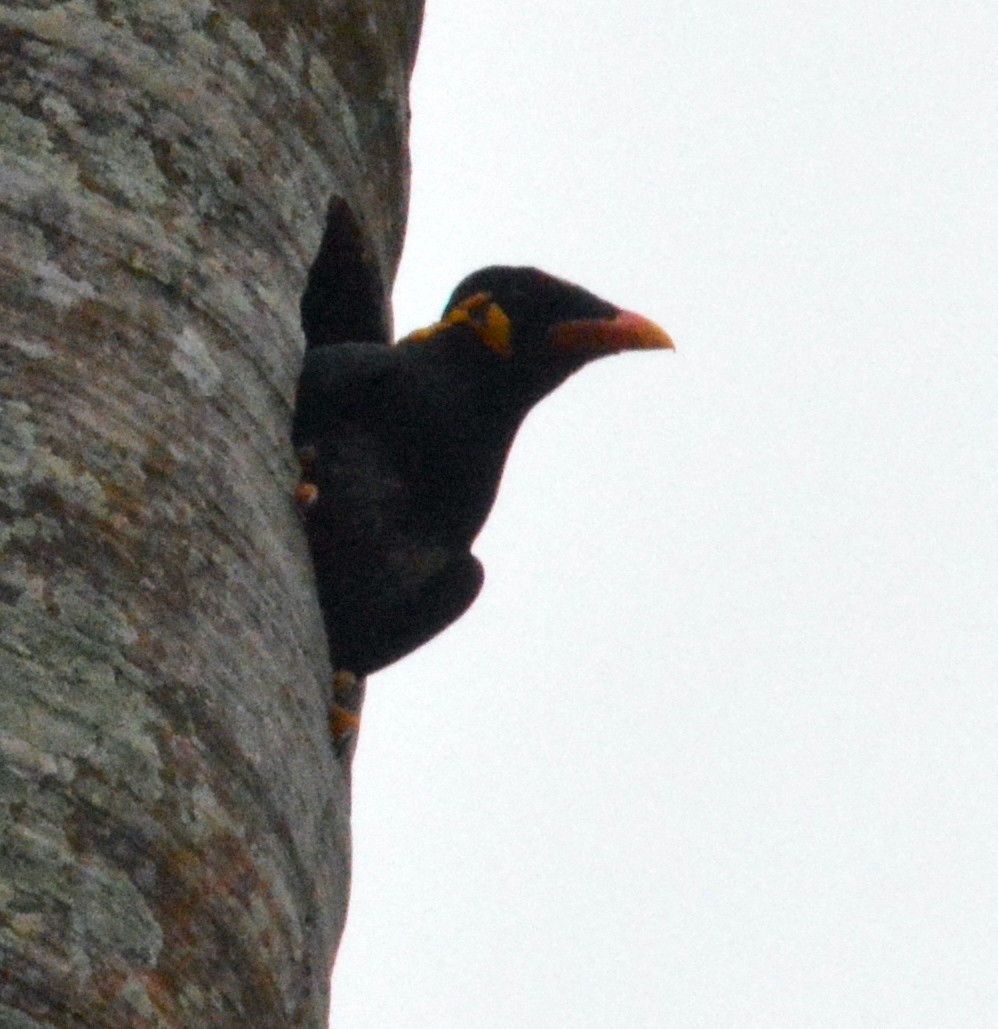 Common Hill Myna - ML607821881