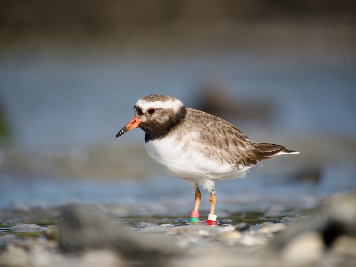 Shore Plover - Hamish Johnston