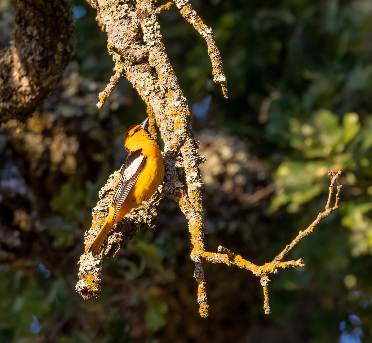 Bullock's Oriole - ML607823351