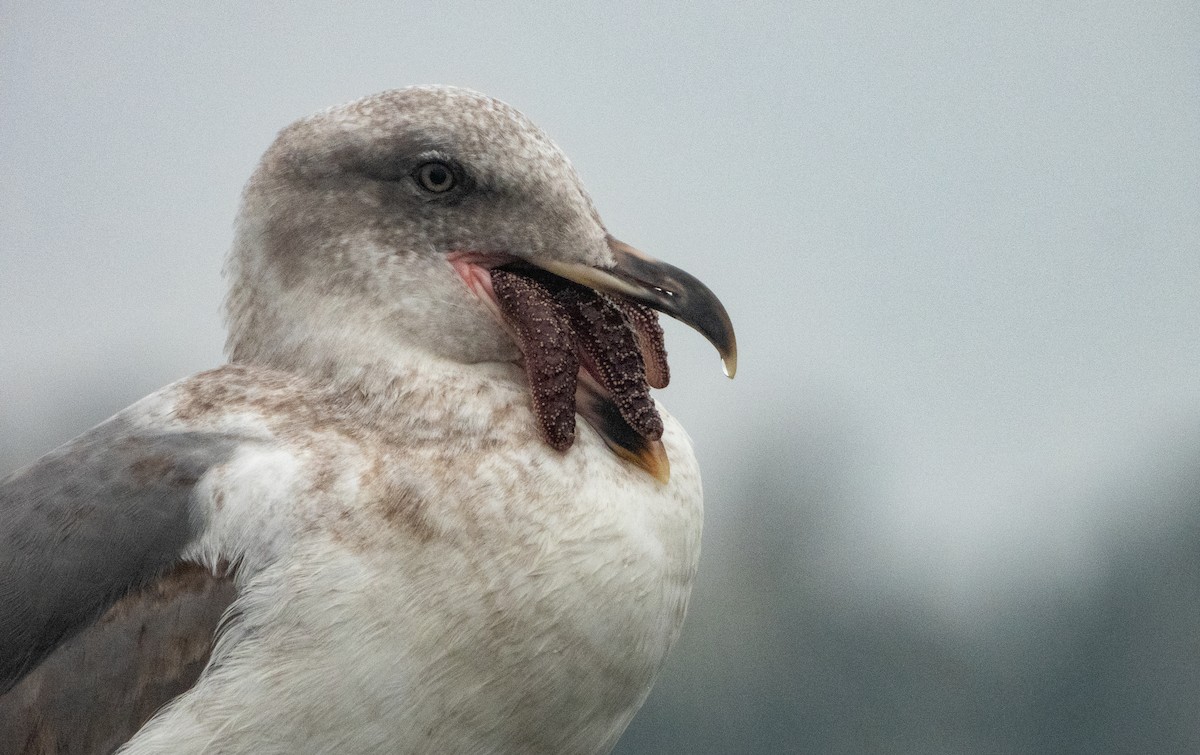Western x Glaucous-winged Gull (hybrid) - Kellen Apuna
