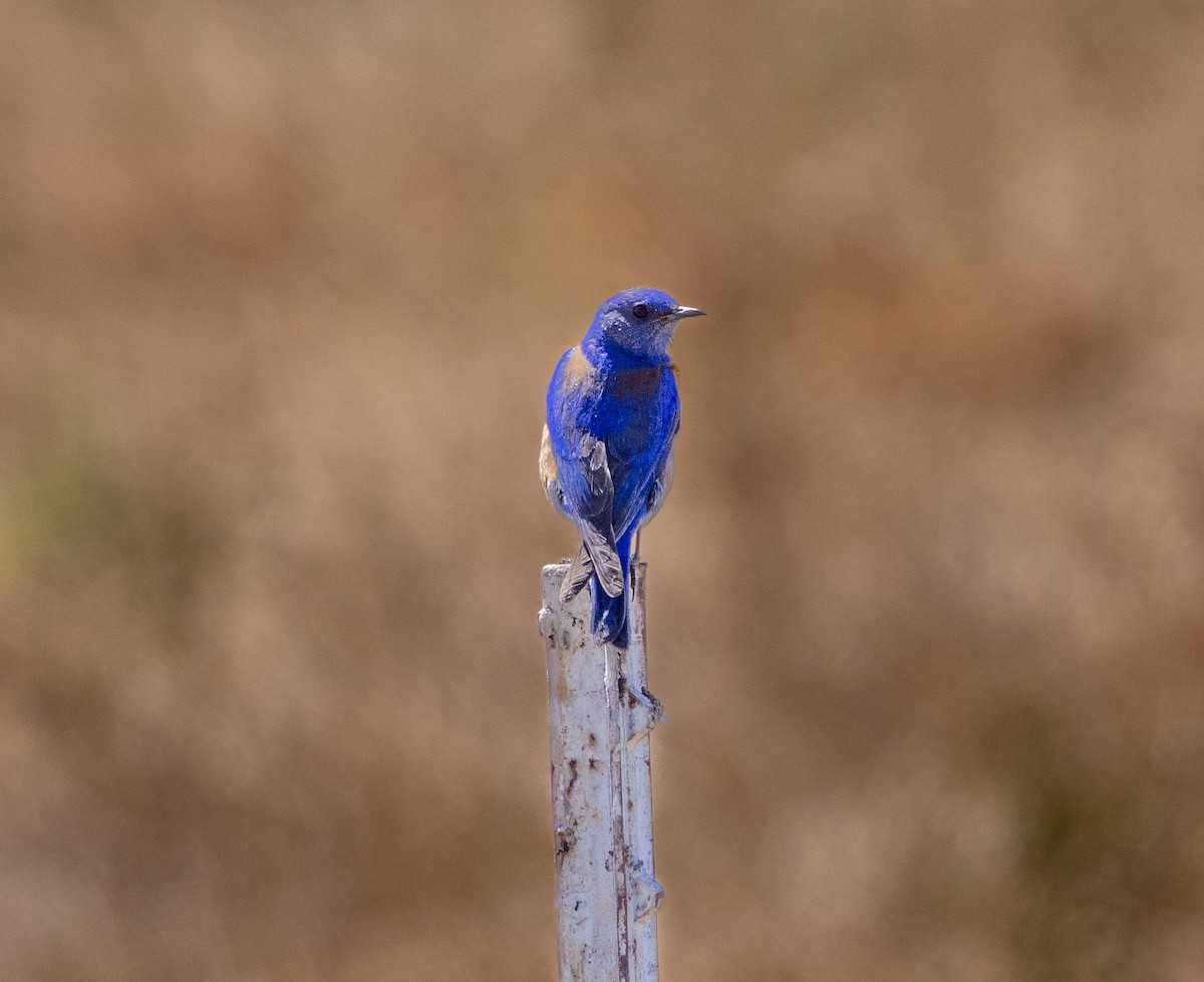 Western Bluebird - ML607824551