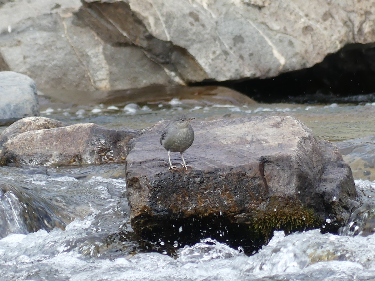 American Dipper - ML607826491