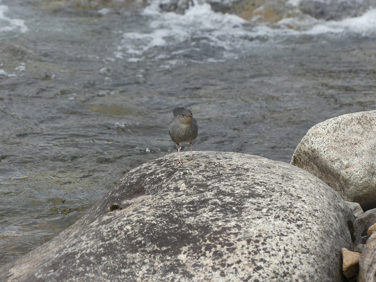 American Dipper - ML607826601