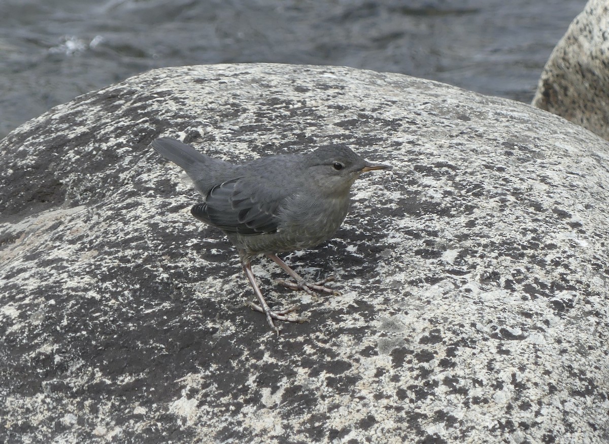 American Dipper - ML607826661