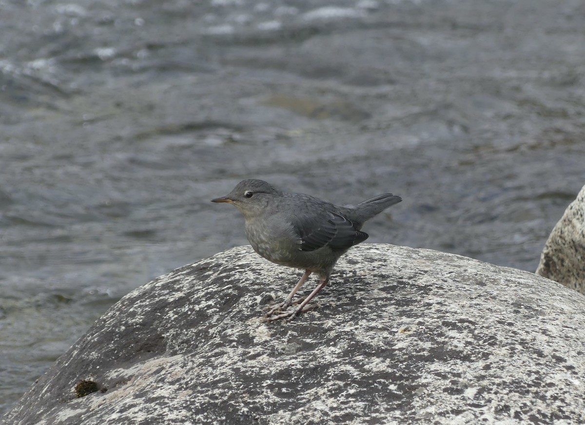 American Dipper - ML607826681