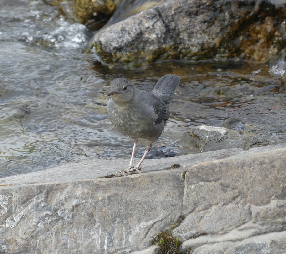 American Dipper - ML607826691