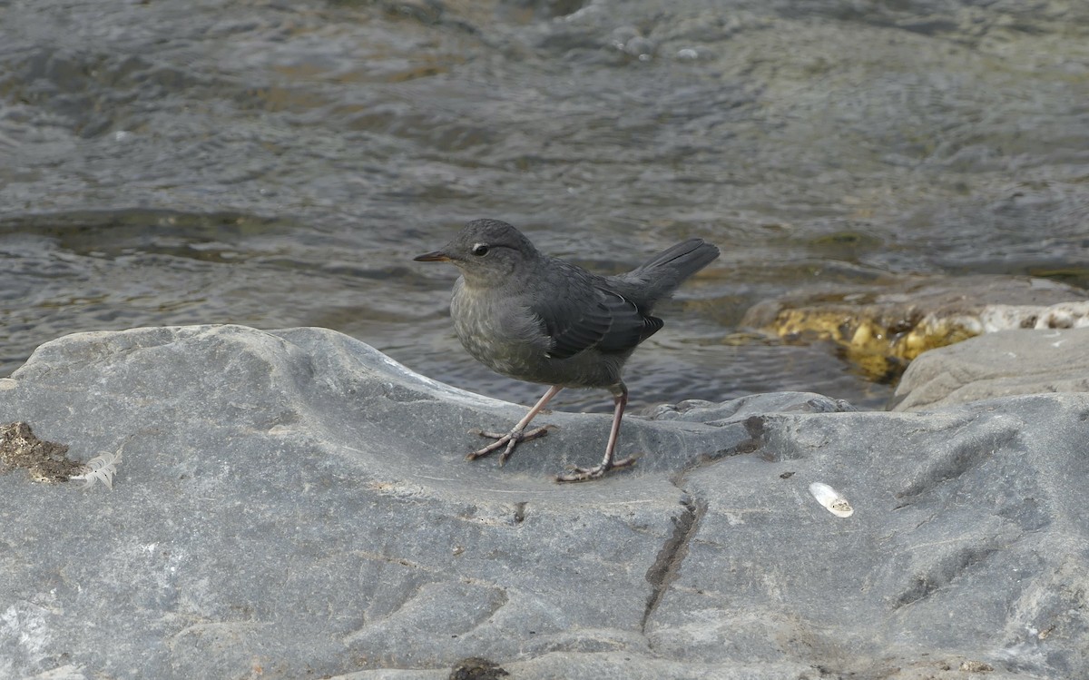 American Dipper - ML607826731