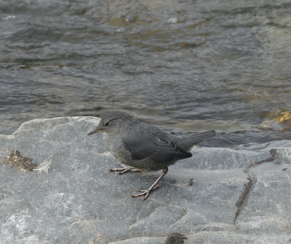 American Dipper - ML607826741