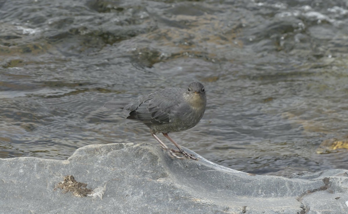 American Dipper - ML607826761