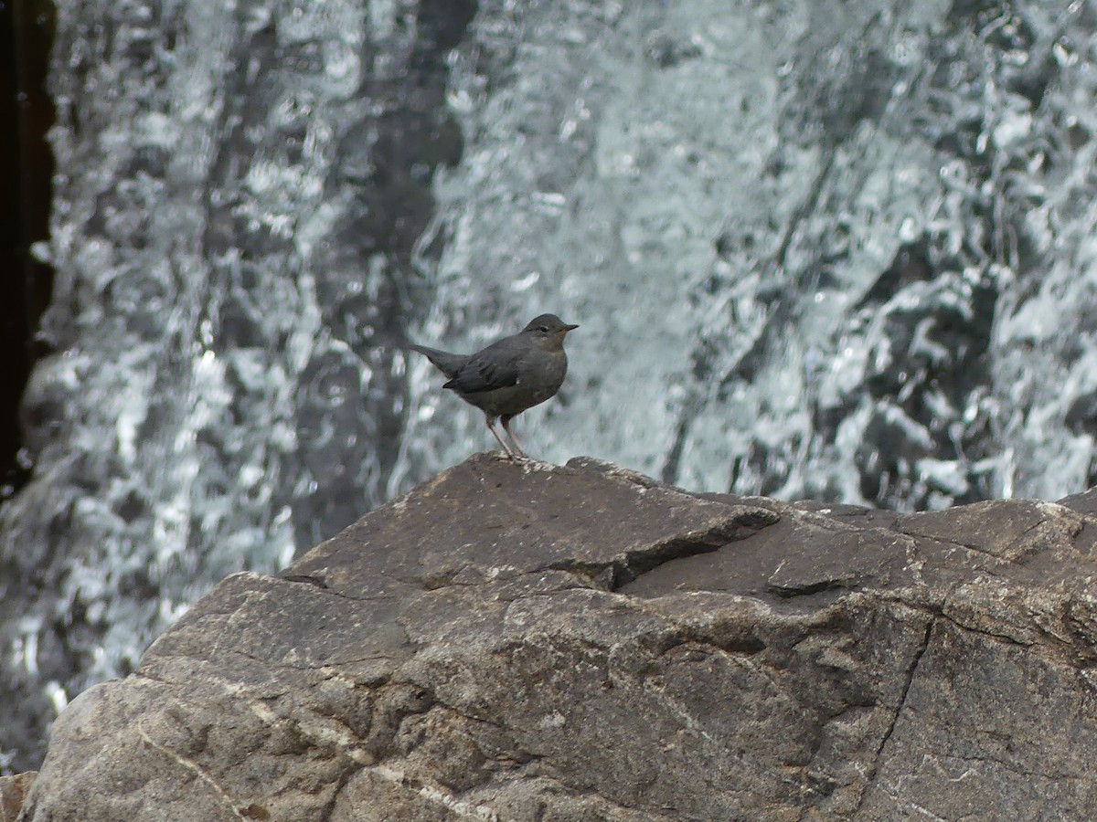 American Dipper - ML607826811