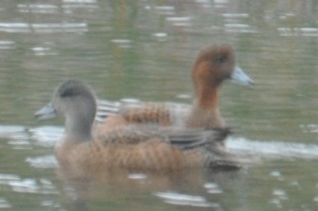 Eurasian Wigeon - ML607827001