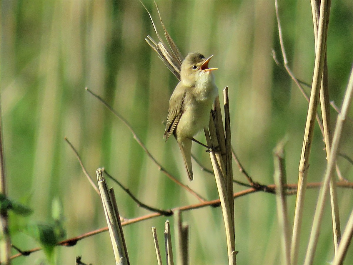 Marsh Warbler - ML60782751