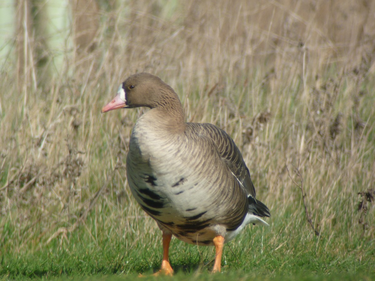 Greater White-fronted Goose - ML607827911