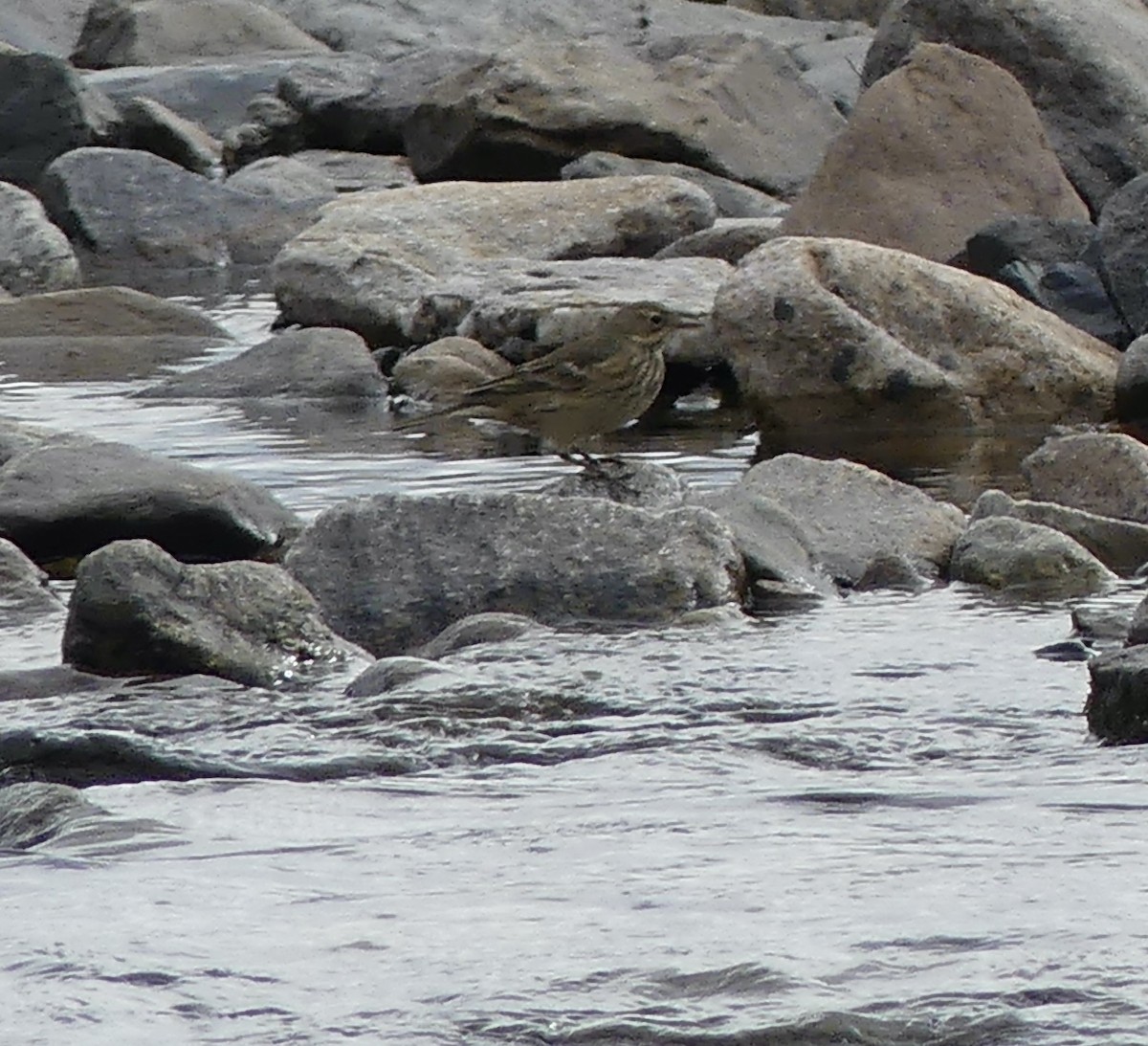 American Pipit - ML607828191