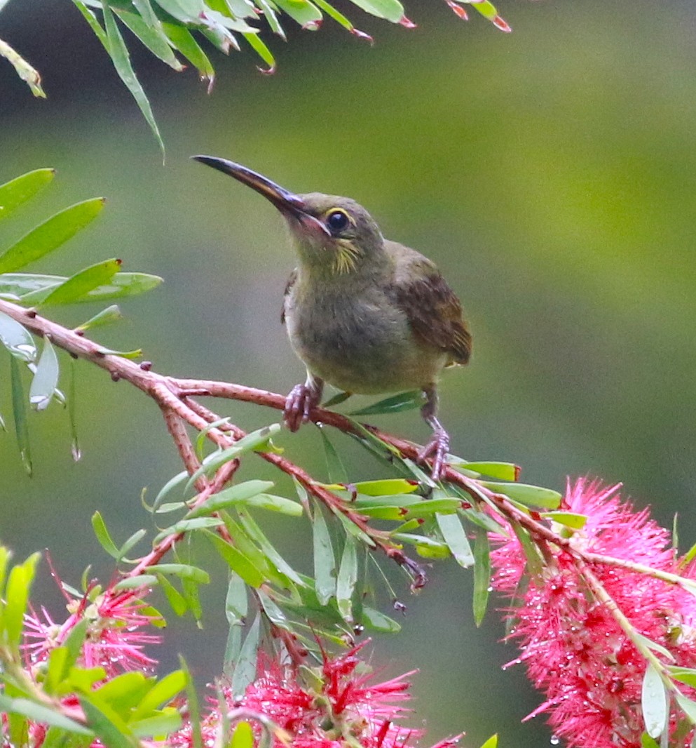 Yellow-eared Spiderhunter - David Stejskal