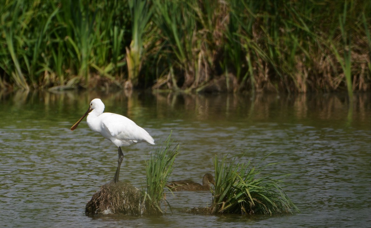 Eurasian Spoonbill - ML607828441