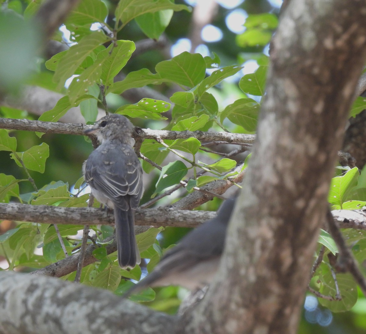 Ashy Flycatcher - ML607828741