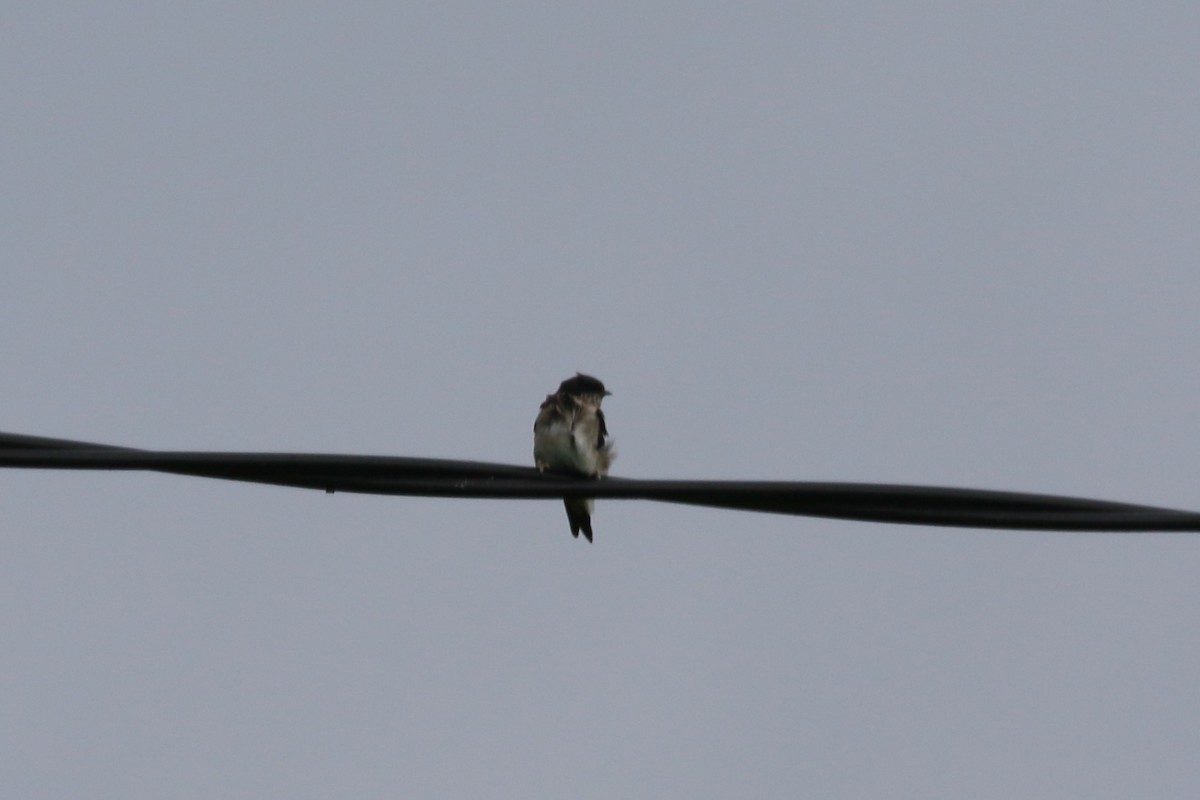 Ластівка берегова - ML607829651