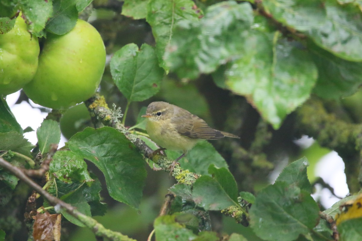 Вівчарик-ковалик - ML607829731