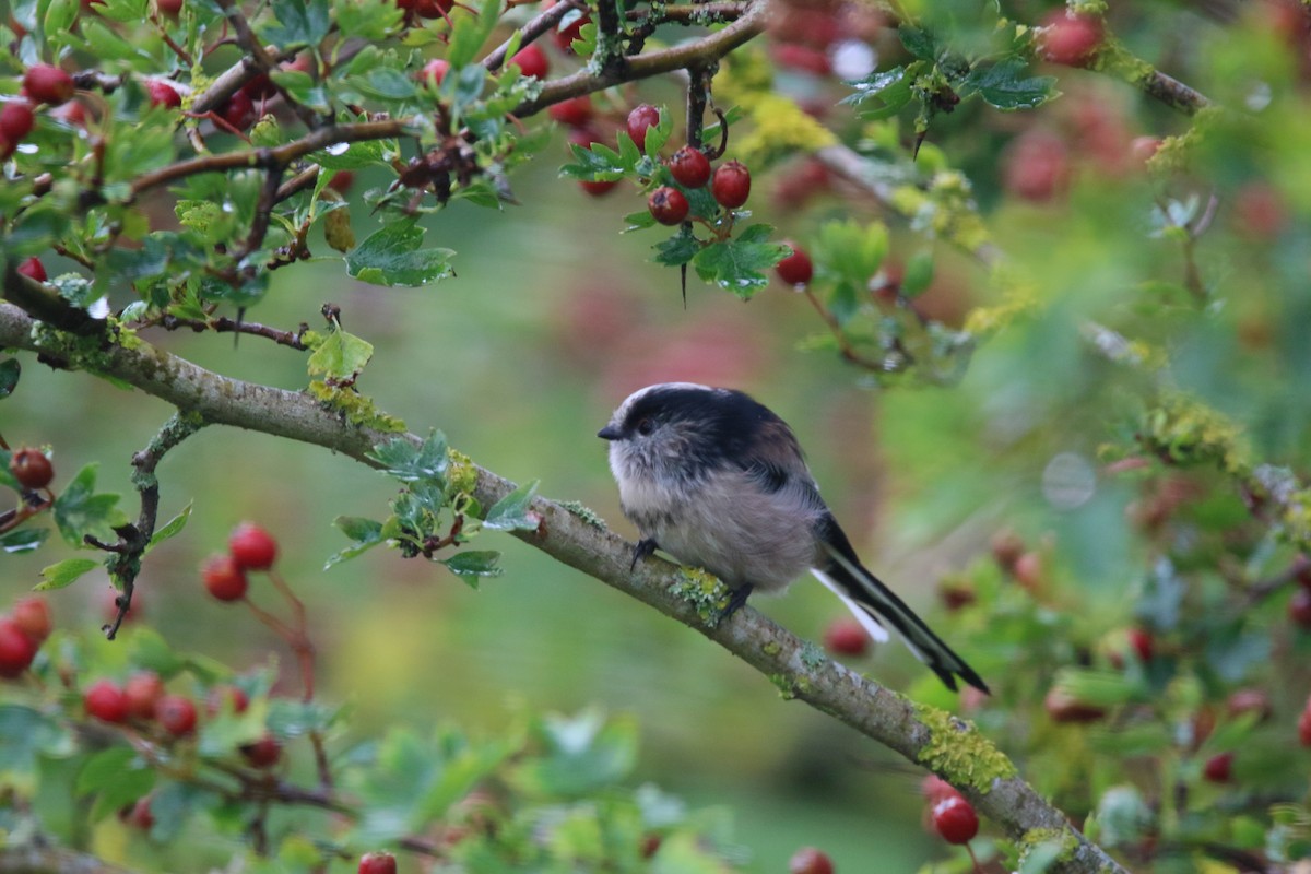 Синиця довгохвоста - ML607829751