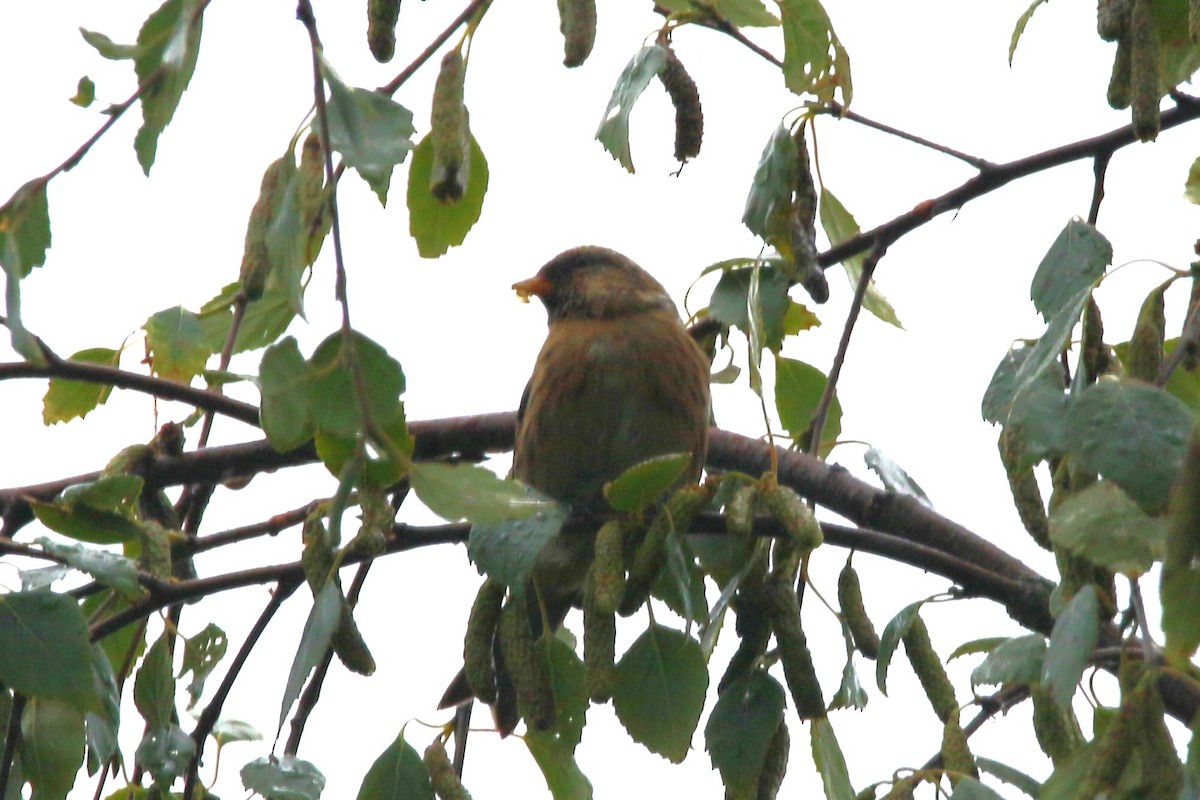 Redpoll (Lesser) - ML607830371