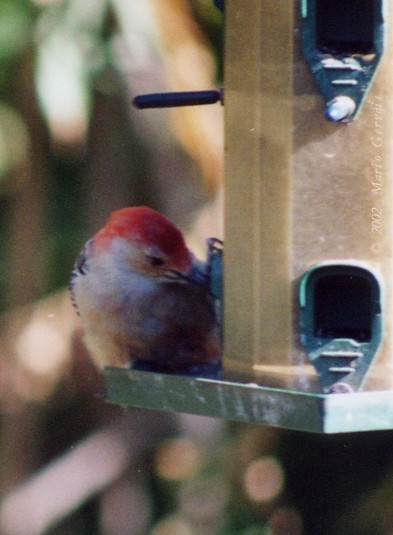 Red-bellied Woodpecker - Mario Gervais