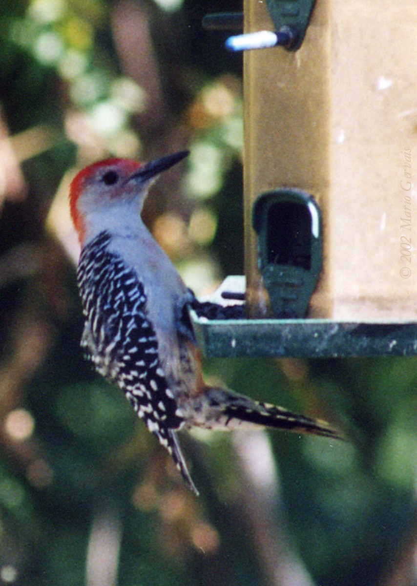 Red-bellied Woodpecker - ML60783081