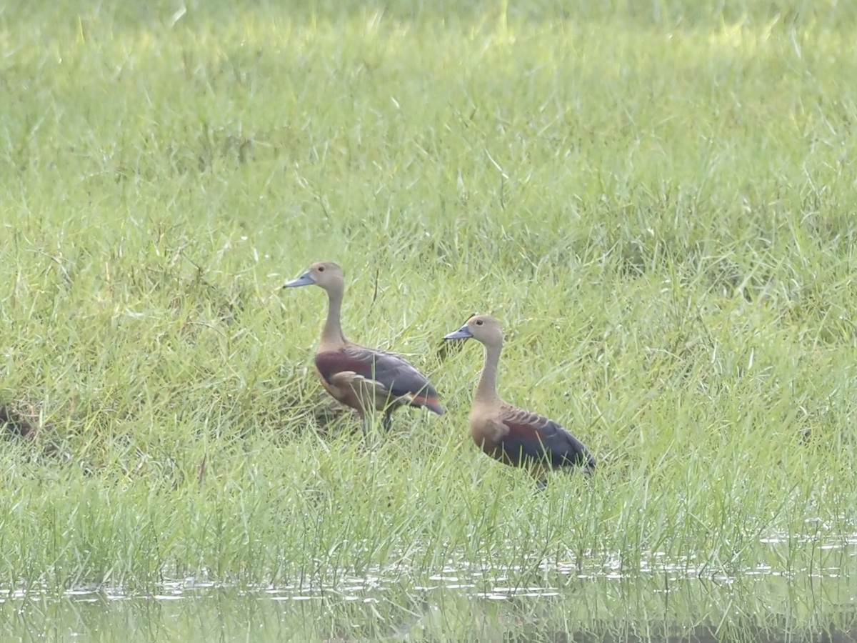 Lesser Whistling-Duck - Yingyod  Lapwong