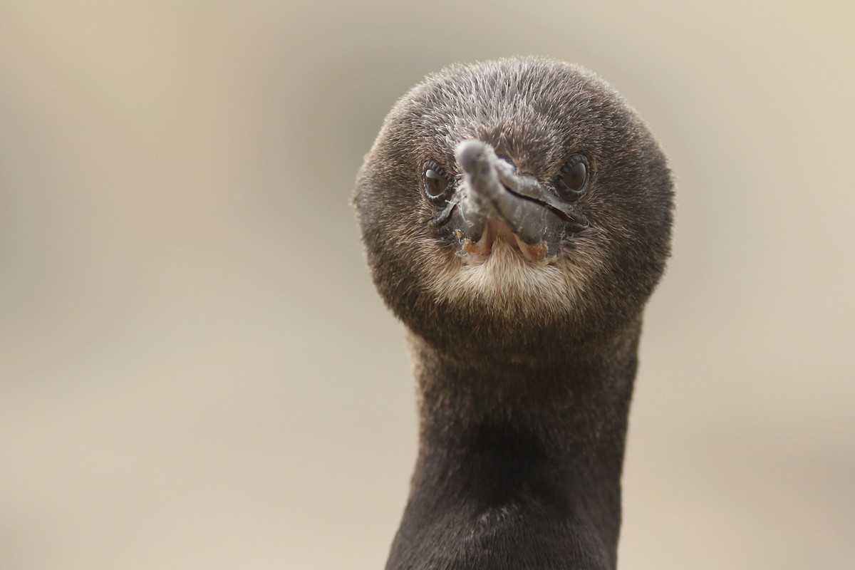 Pelagic Cormorant - Matt Sadowski