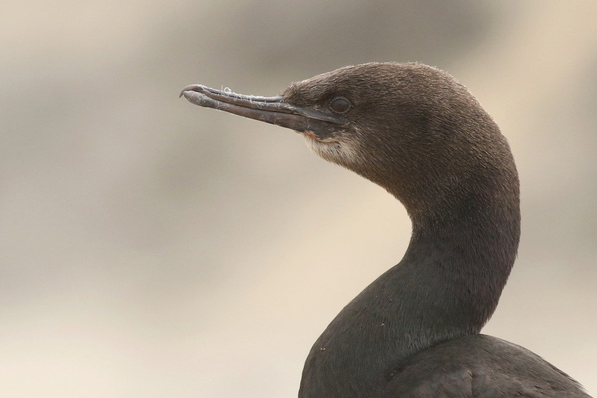 Pelagic Cormorant - Matt Sadowski