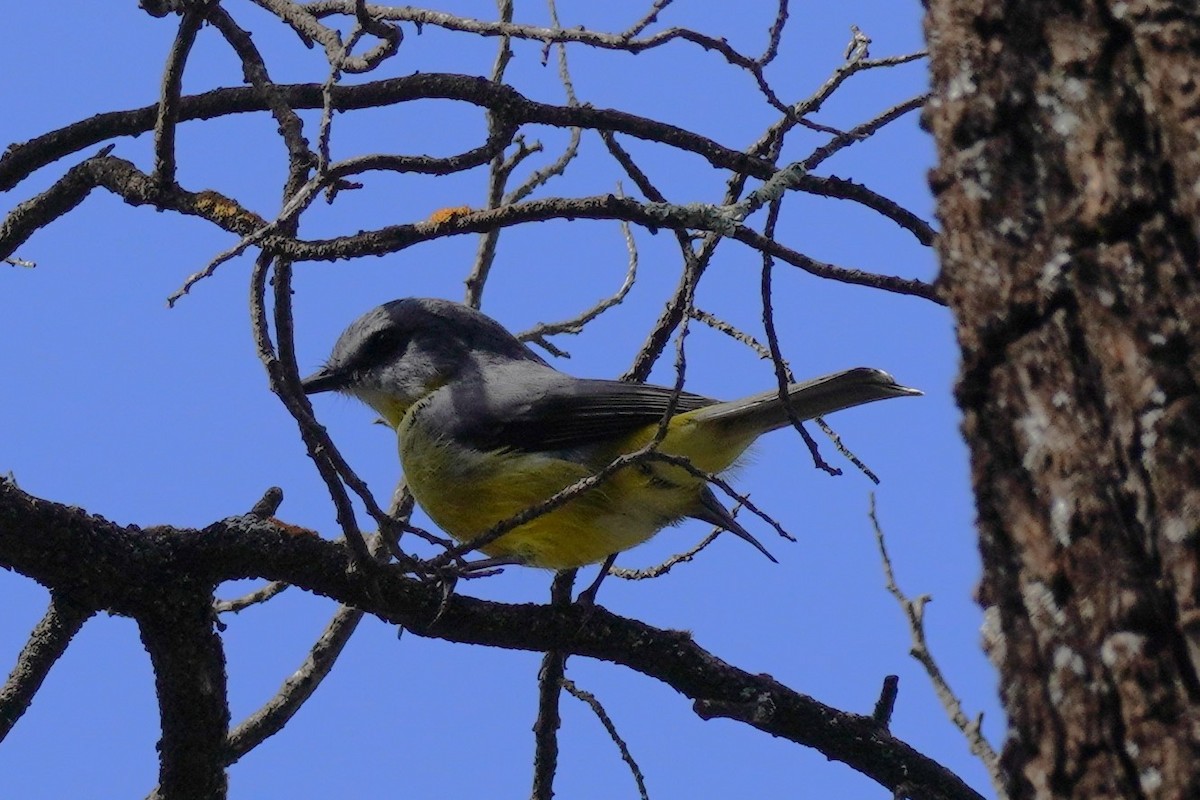 Eastern Yellow Robin - ML607831581