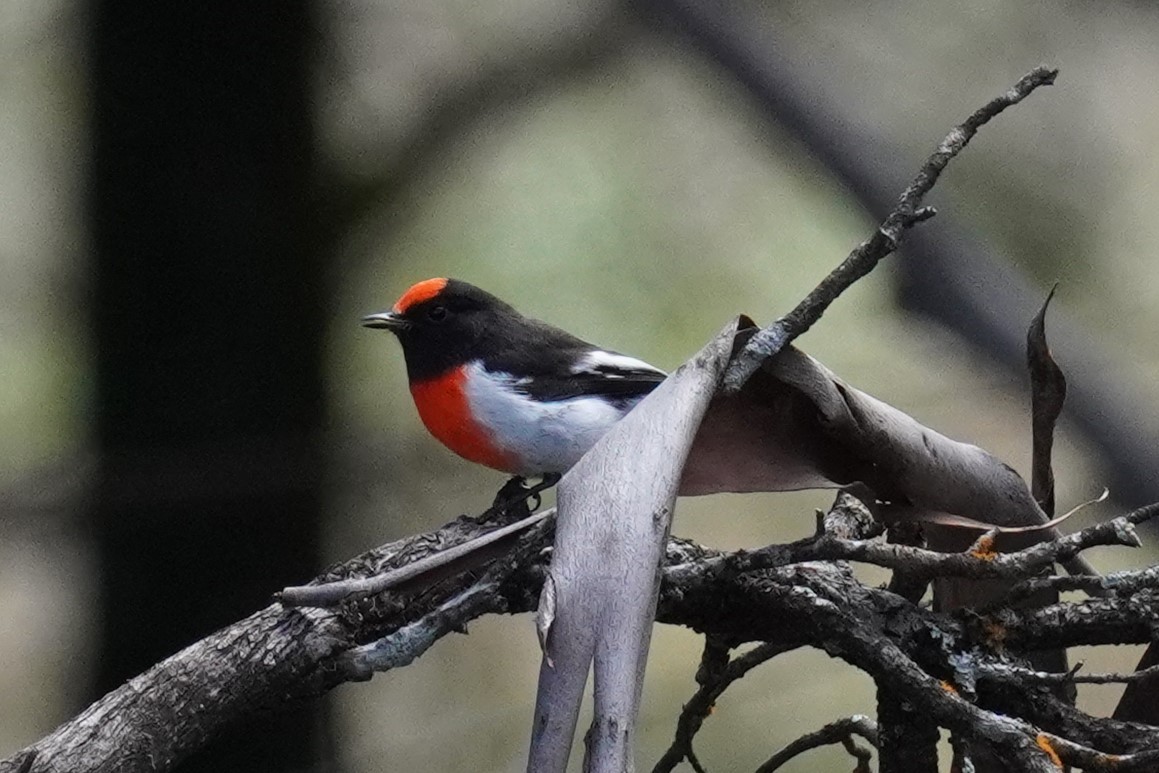 Red-capped Robin - ML607831661