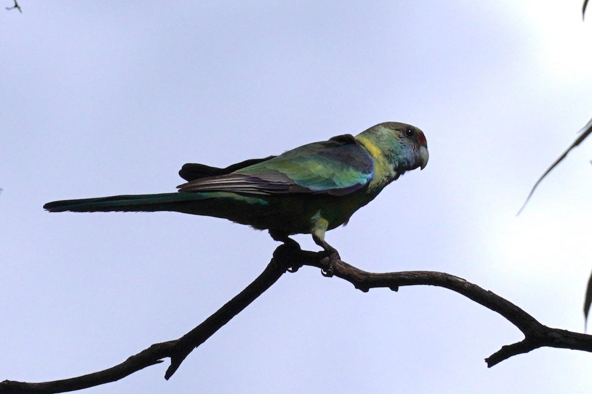 Australian Ringneck (Mallee) - ML607831771