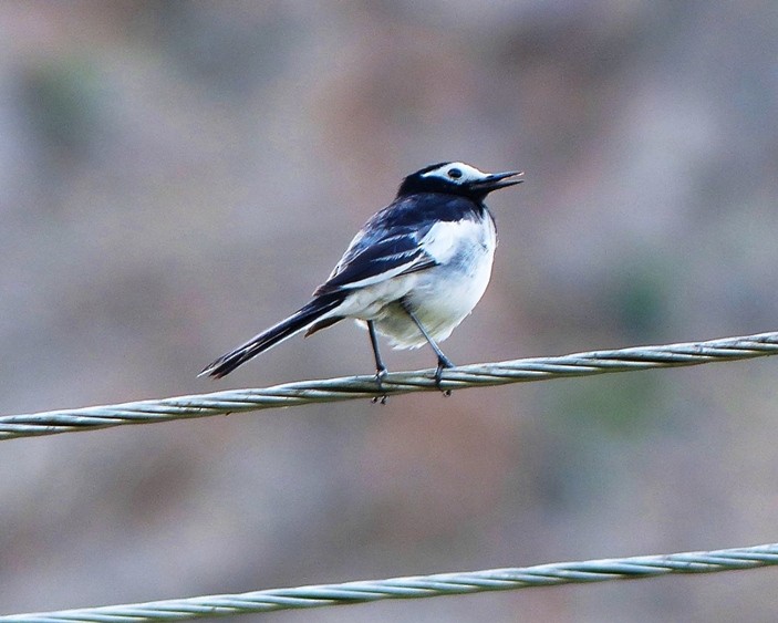 White Wagtail - ML60783231