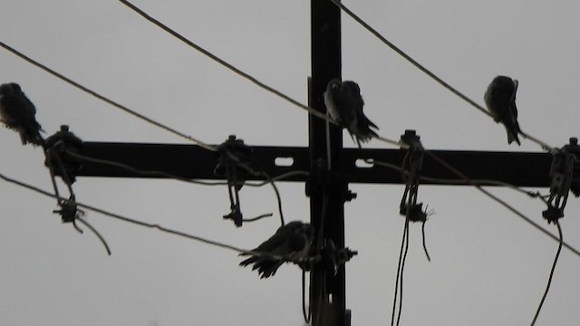 Ashy Woodswallow - ML607832411