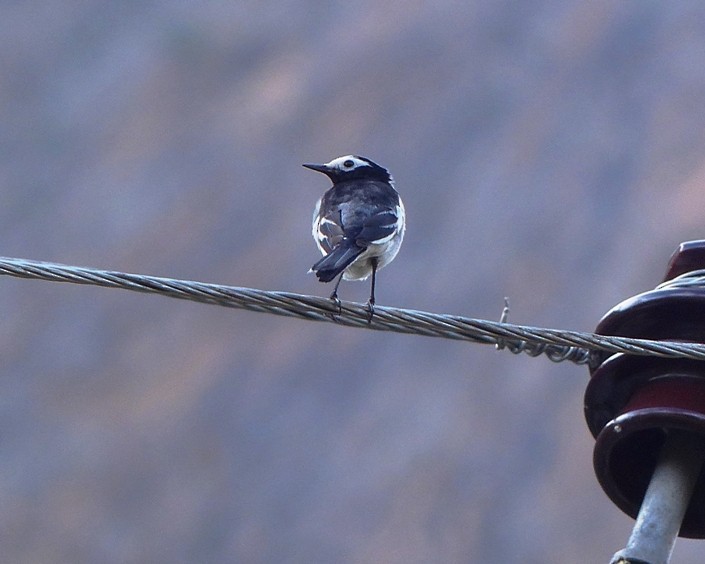 White Wagtail - forest venkat