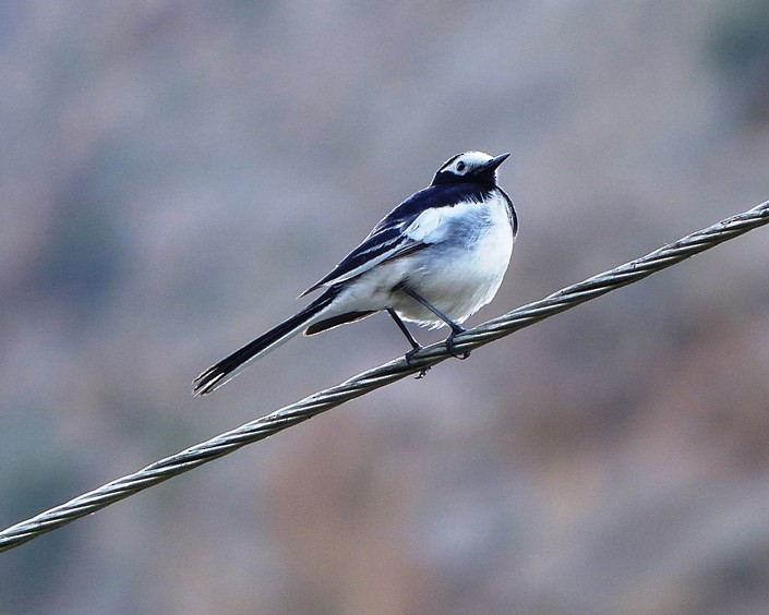 White Wagtail - forest venkat