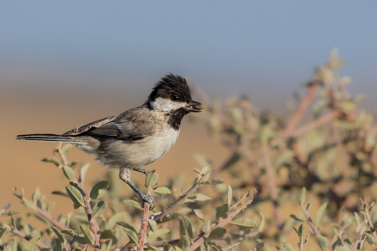 Mésange lugubre - ML607833221