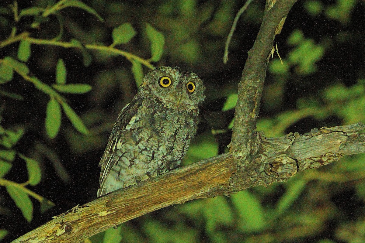 Whiskered Screech-Owl - ML607834031