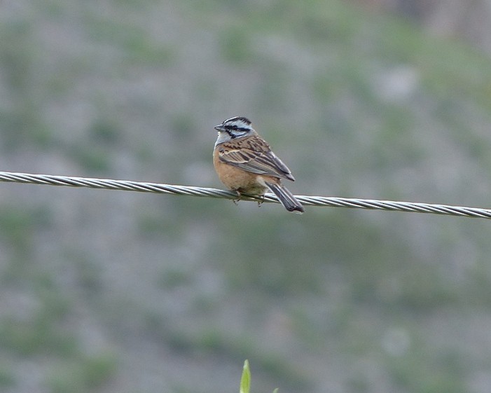 Rock Bunting - forest venkat