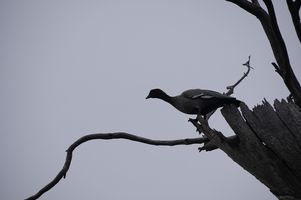 Canard à crinière - ML607836901