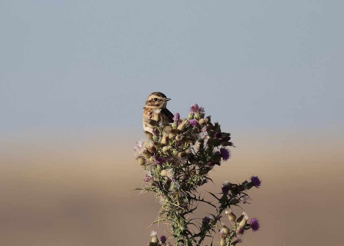 Whinchat - ML607837171