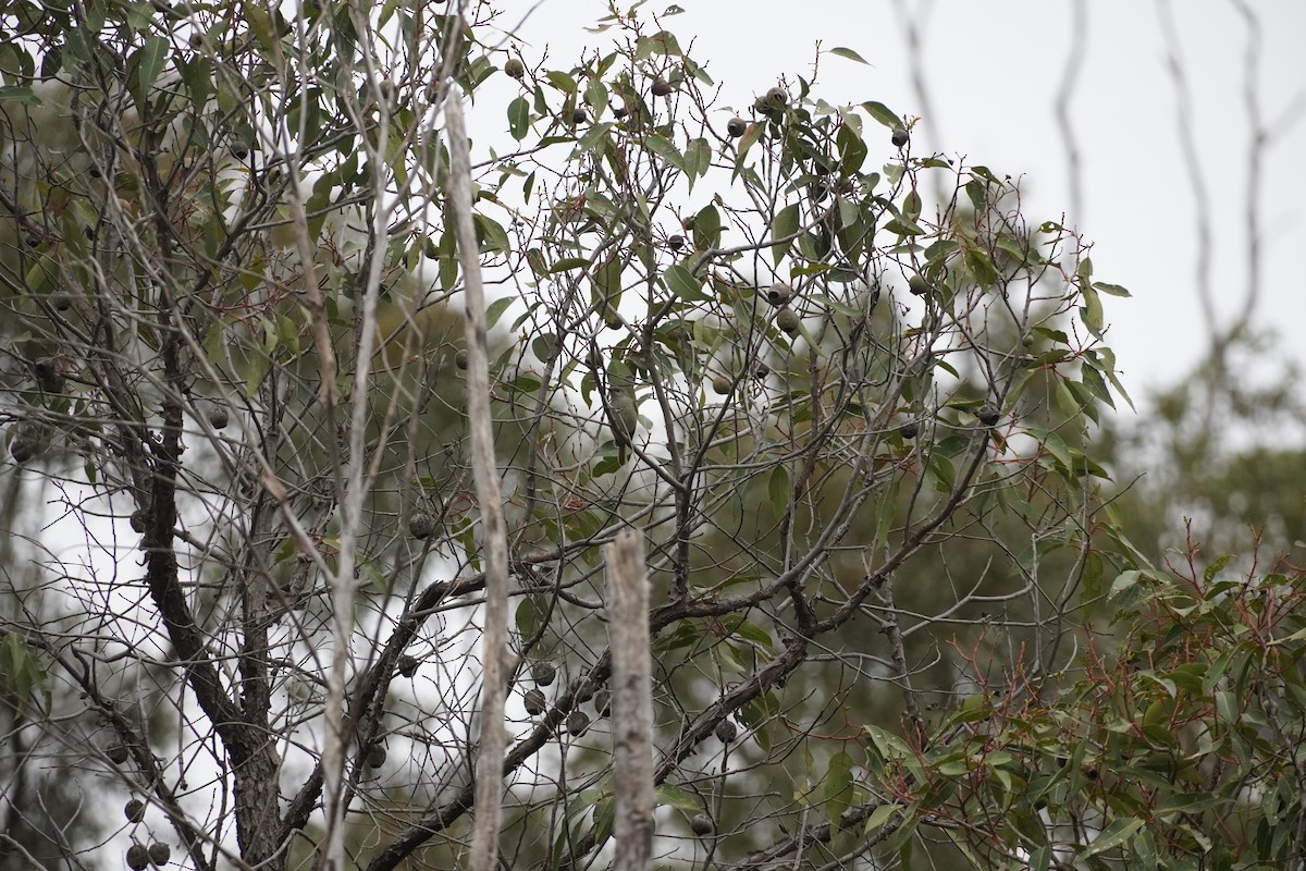 Brown Honeyeater - Matt Egan