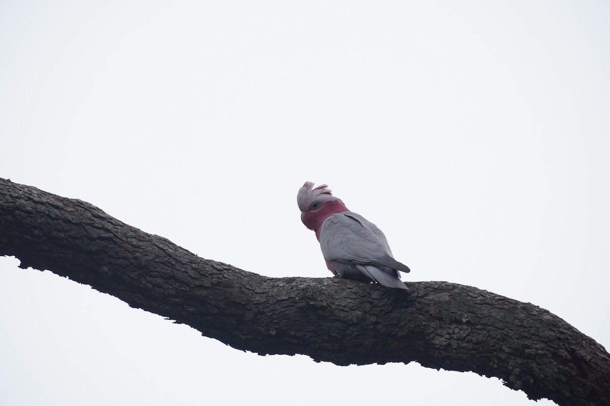 Galah - Matt Egan