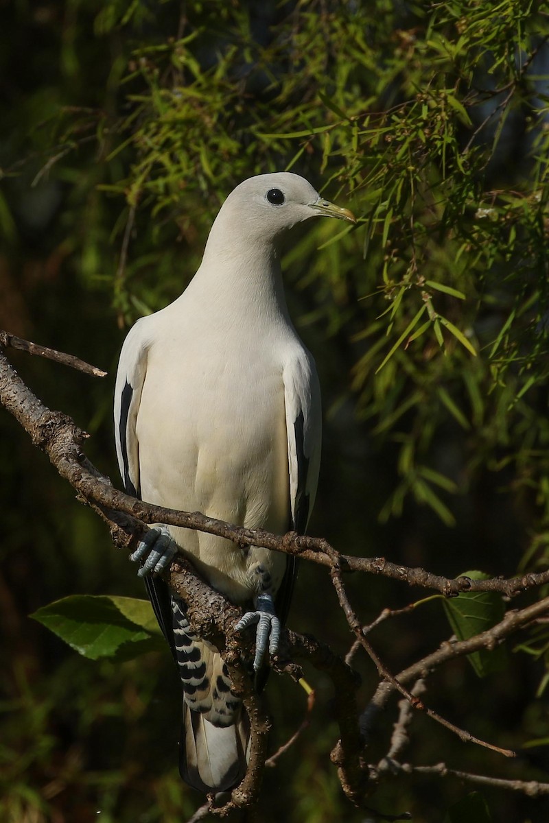 Torresian Imperial-Pigeon - Janis Otto